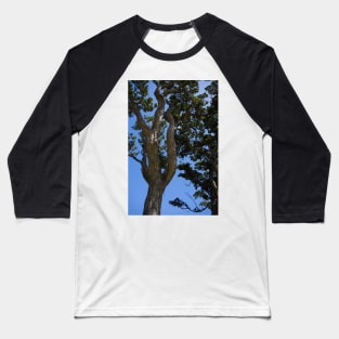 Gnarled Pohutukawa Trees. Baseball T-Shirt